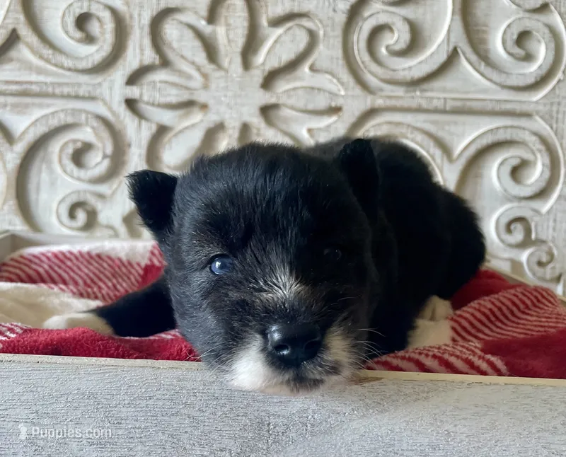 AKC Terra – Siberian Husky puppy for sale in Logan, AL