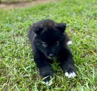 AKC Voda , a female Siberian Husky for sale in Logan, AL – 2 of 4