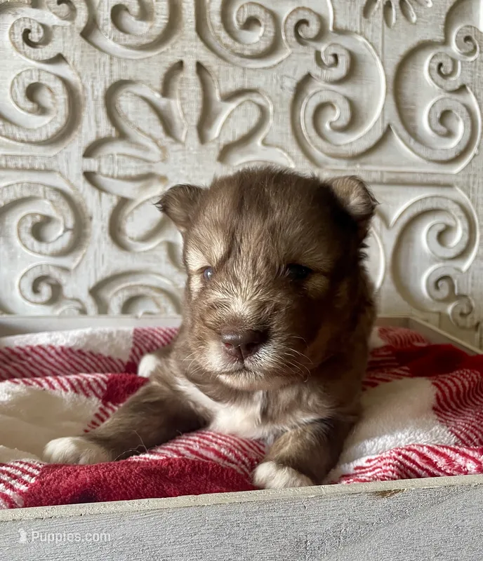 AKC Aeras – Siberian Husky puppy for sale in Logan, AL