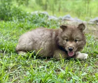 AKC Ignis, a male Siberian Husky for sale in Logan, AL – 2 of 4