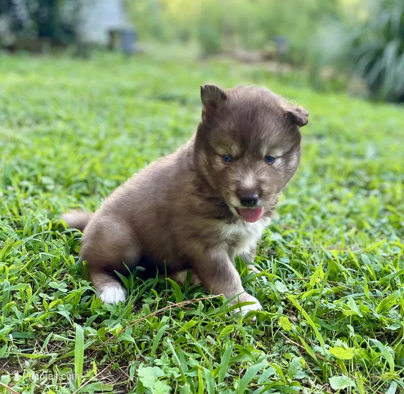 AKC Aeras – Siberian Husky puppy for sale in Logan, AL