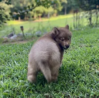AKC Aeras, a male Siberian Husky for sale in Logan, AL – 3 of 4