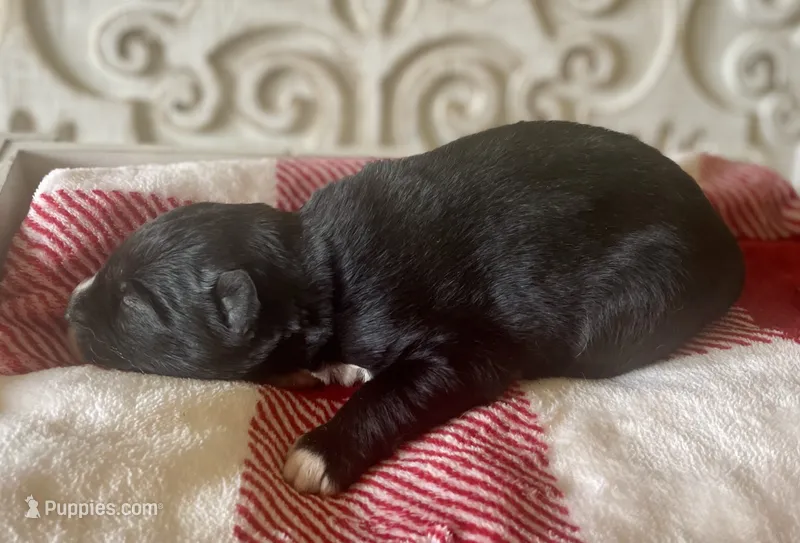 AKC Terra – Siberian Husky puppy for sale in Logan, AL