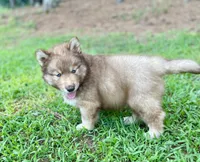 AKC Aeras, a male Siberian Husky for sale in Logan, AL – 4 of 4