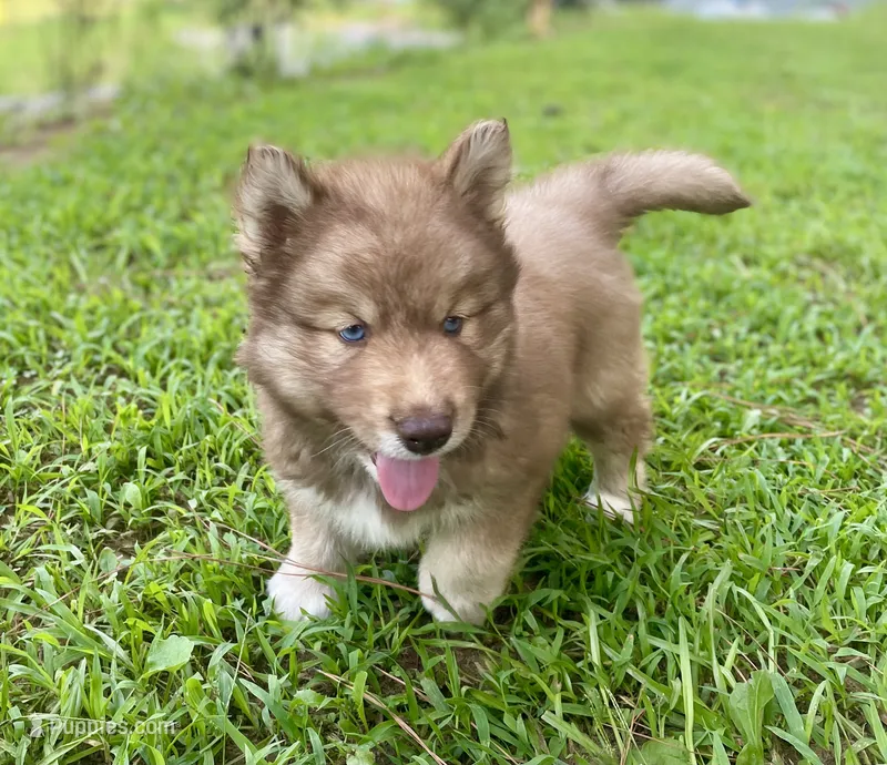AKC Aeras – Siberian Husky puppy for sale in Logan, AL