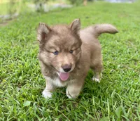 AKC Aeras, a male Siberian Husky for sale in Logan, AL – 1 of 4