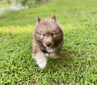 AKC Ignis, a male Siberian Husky for sale in Logan, AL – 4 of 4