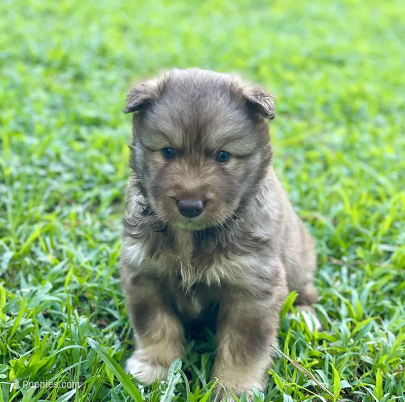 AKC Ignis – Siberian Husky puppy for sale in Logan, AL