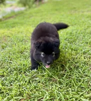 AKC Voda , a female Siberian Husky for sale in Logan, AL – 4 of 4