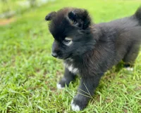 AKC Voda , a female Siberian Husky for sale in Logan, AL – 3 of 4