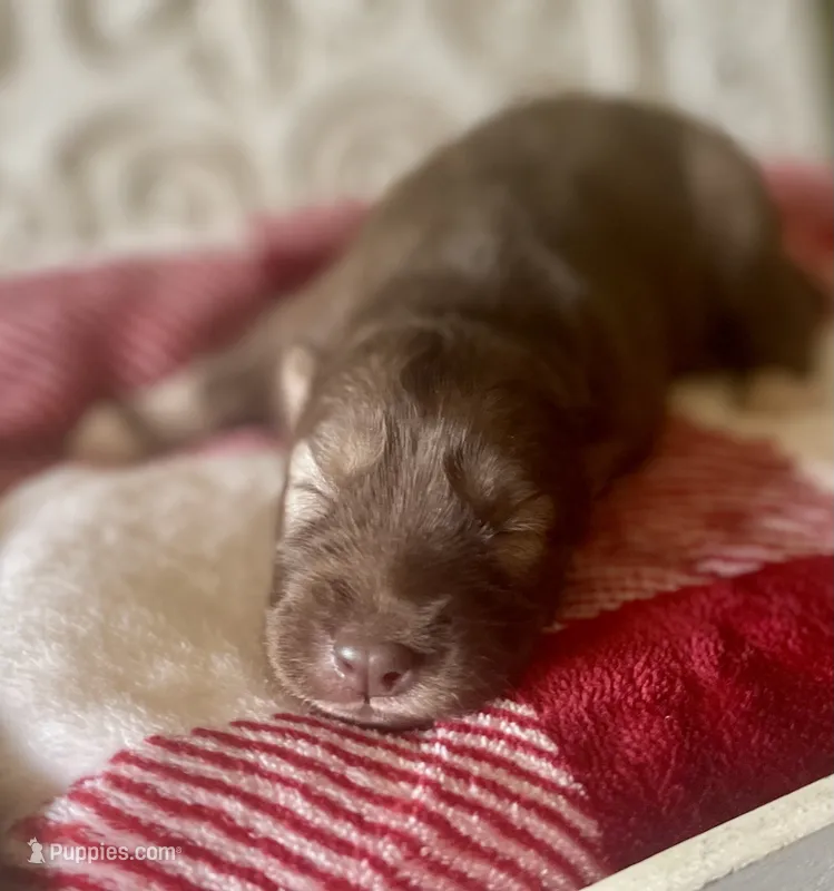 AKC Ignis – Siberian Husky puppy for sale in Logan, AL