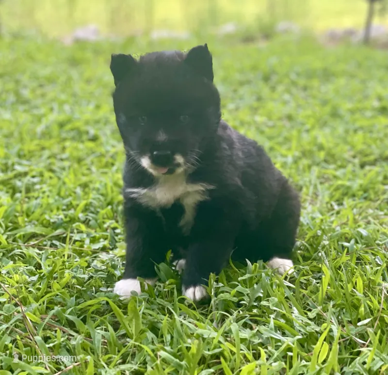 AKC Terra – Siberian Husky puppy for sale in Logan, AL