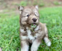 AKC Ignis, a male Siberian Husky for sale in Logan, AL – 3 of 4
