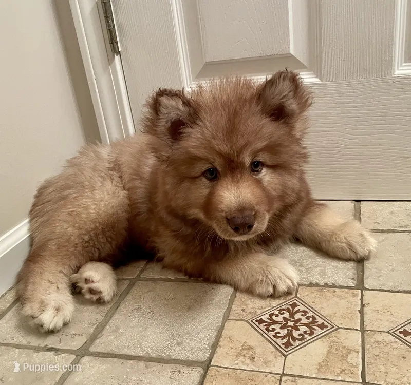 AKC Ignis – Siberian Husky puppy for sale in Logan, AL