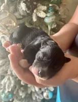 AKC Terra, a female Siberian Husky for sale in Logan, AL – 2 of 3