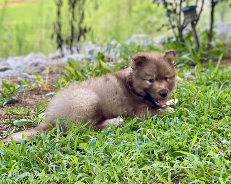 AKC Ignis – Siberian Husky puppy for sale in Logan, AL