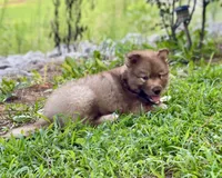 AKC Ignis, a male Siberian Husky for sale in Logan, AL – 1 of 4