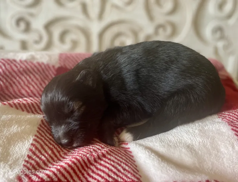 AKC Voda (Hex) – Siberian Husky puppy on hold in Logan, AL