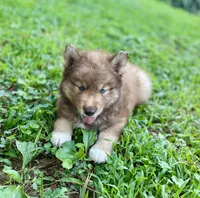 AKC Aeras, a male Siberian Husky for sale in Logan, AL – 2 of 4