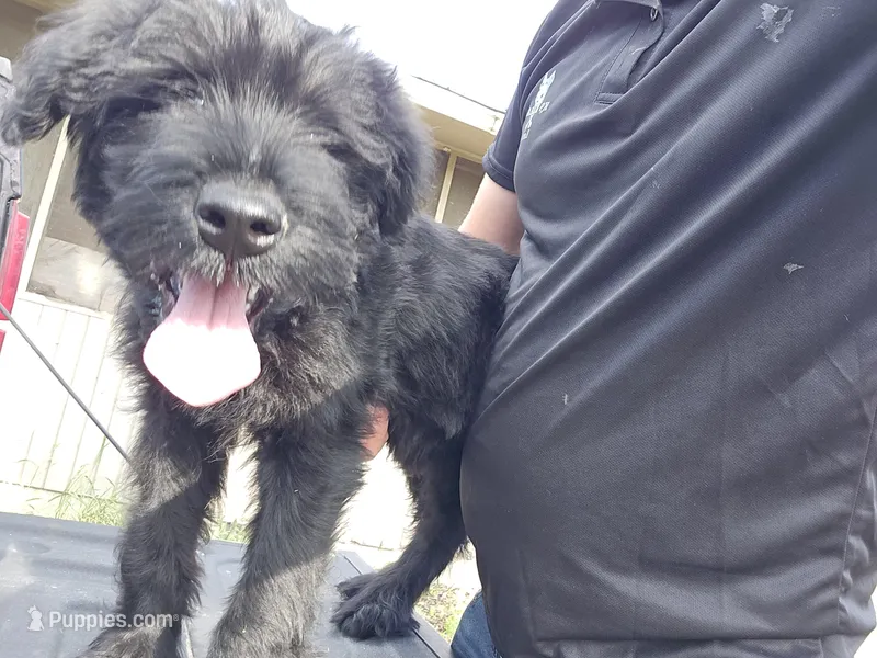 Male – Giant Schnauzer puppy for sale in Temple, TX