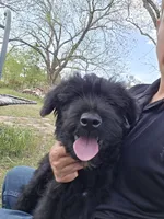 Male, a male Giant Schnauzer for sale in Temple, TX – Photo 2 of 9