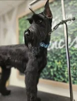 Male, a male Giant Schnauzer for sale in Temple, TX – Photo 9 of 9