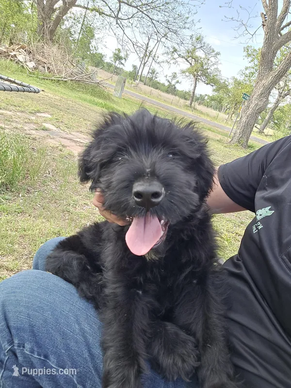 Male – Giant Schnauzer puppy for sale in Temple, TX