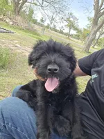 Male, a male Giant Schnauzer for sale in Temple, TX – Photo 3 of 9