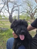 Male, a male Giant Schnauzer for sale in Temple, TX – Photo 5 of 9