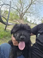 Male, a male Giant Schnauzer for sale in Temple, TX – Photo 4 of 9