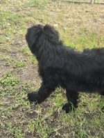Male, a male Giant Schnauzer for sale in Temple, TX – Photo 6 of 9