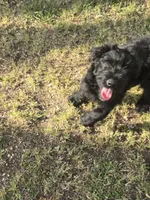 Male, a male Giant Schnauzer for sale in Temple, TX – Photo 7 of 9