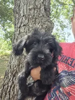Female 2, a female Giant Schnauzer for sale in Temple, TX – 4 of 7