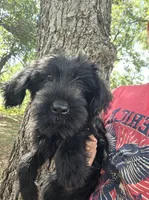 Female 2, a female Giant Schnauzer for sale in Temple, TX – 5 of 7