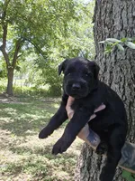 Female 2, a female Giant Schnauzer for sale in Temple, TX – 3 of 3