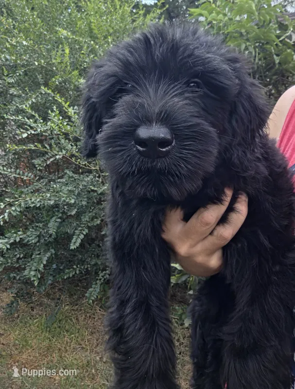 Female 1 – Giant Schnauzer puppy for sale in Temple, TX