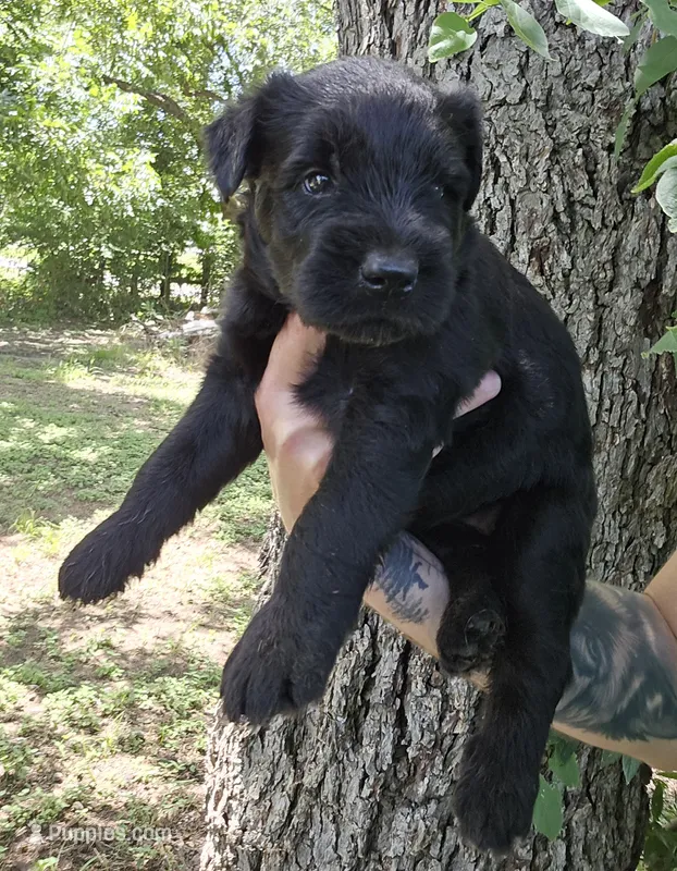 Female 2 – Giant Schnauzer puppy for sale in Temple, TX