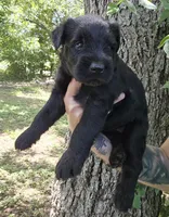 Female 2, a female Giant Schnauzer for sale in Temple, TX – 1 of 3