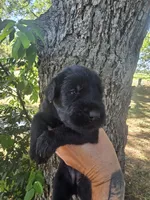 Female 2, a female Giant Schnauzer for sale in Temple, TX – 2 of 3