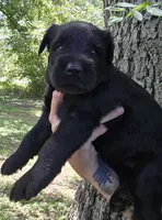 Female 2, a female Giant Schnauzer for sale in Temple, TX – 2 of 3