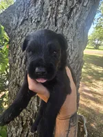 Female 1, a female Giant Schnauzer for sale in Temple, TX – 3 of 3