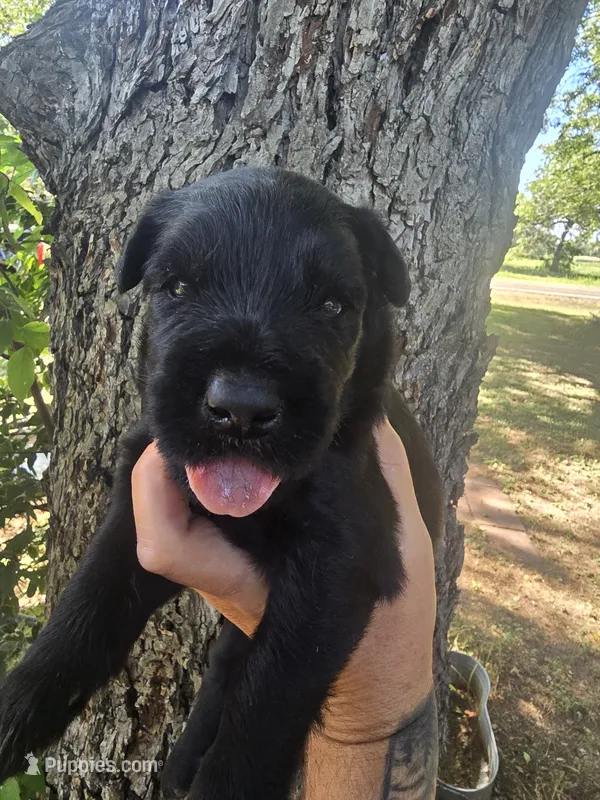 Female 1 – Giant Schnauzer puppy for sale in Temple, TX