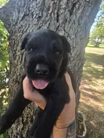 Female 1, a female Giant Schnauzer for sale in Temple, TX – 1 of 3