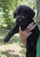 Female 1, a female Giant Schnauzer for sale in Temple, TX – 2 of 3