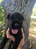Female 1, a female Giant Schnauzer for sale in Temple, TX – 2 of 3