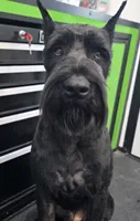 Female 2, a female Giant Schnauzer for sale in Temple, TX – 7 of 7