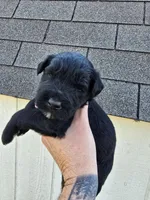 Male, a male Giant Schnauzer for sale in Temple, TX – Photo 1 of 2