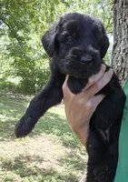 Female 1, a female Giant Schnauzer for sale in Temple, TX – 3 of 3