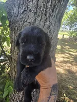 Female 2, a female Giant Schnauzer for sale in Temple, TX – 1 of 3