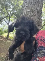 Female 2, a female Giant Schnauzer for sale in Temple, TX – 3 of 7